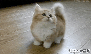 宠物加菲猫视频图片