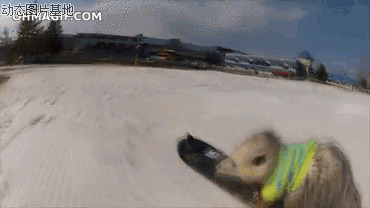 可爱仓鼠动态图片:仓鼠,滑雪