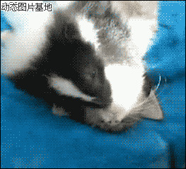 猫猫老师仓鼠图片:搞笑,动物,逗比