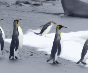 qq企鹅动态表情图片:搞笑,企鹅,逗比,可爱