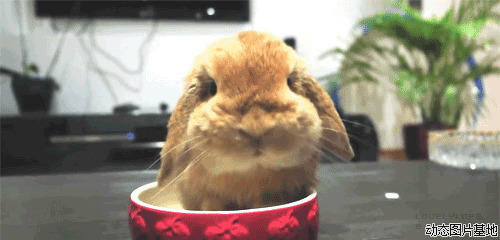 小兔子动态表情图片:搞笑,兔子,可爱