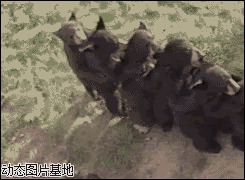 小黑熊犬图片:搞笑,动物,逗比
