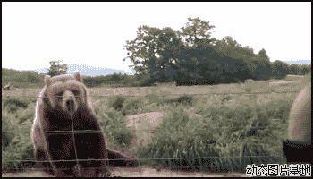 棕熊图片大全图片:搞笑,人物,动物,逗比
