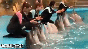 海豚图片大全图片:搞笑,动物,人物,可爱