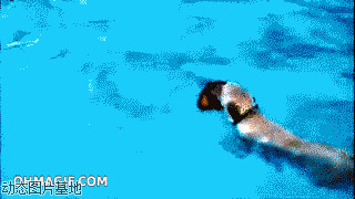 京巴狗搞笑视频图片:京巴狗,跳水