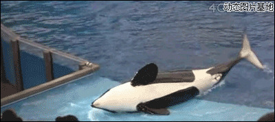 海豚训练师图片:搞笑,人物,海豚,逗比