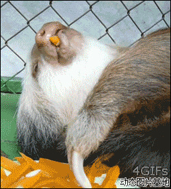 动物吃东西搞笑图片