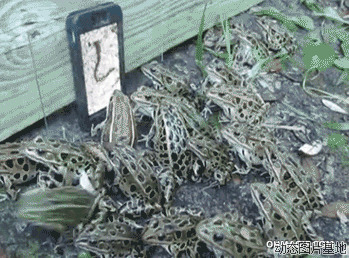 动态青蛙图片大全图片:青蛙,搞笑