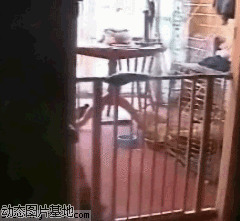 美国小猫图片:搞笑,动物,逗比