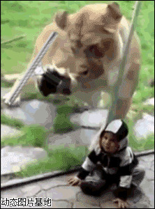 美国狮子图片:搞笑,动物,小孩