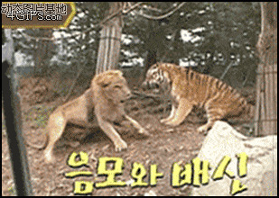 狮子跟老虎打架视频图片