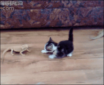 小猫被蜥蜴吓到图片