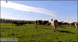 美国幸福奶牛图片