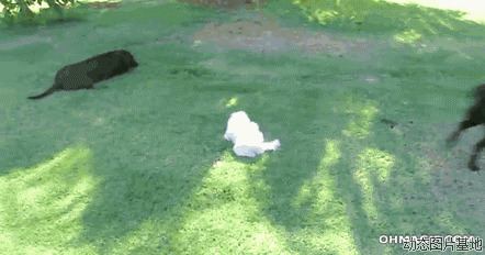 狗狗赛跑视频图片