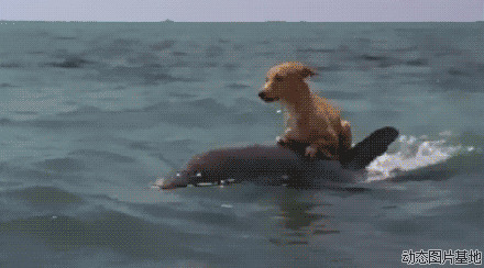 海豚救落水狗图片