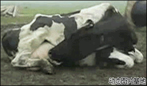 奶牛搞笑视频图片