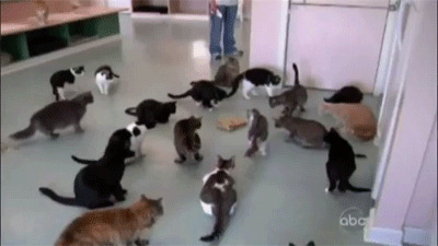 搞笑猫猫动态图片:猫猫,跳舞搞笑