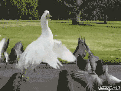 白天鹅图库图片:白天鹅,搞笑