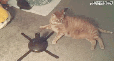 大花猫图片:大花猫,猫猫