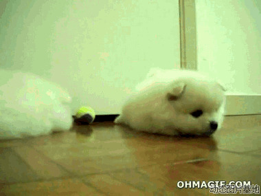 可爱的小白狗图片:小白狗,搞笑
