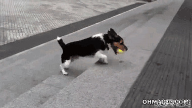 怎么教狗狗玩球图片:狗狗,玩球