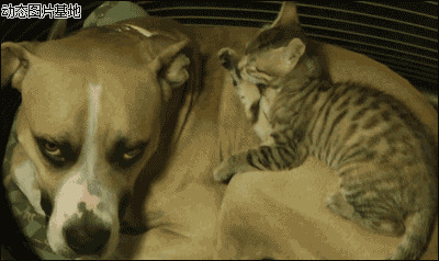 猫猫和狗狗bl图片:搞笑,动物,表情