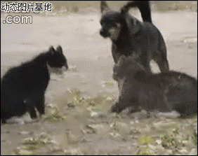 小猫猫日本代购图片