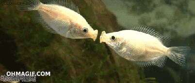 小金鱼动态桌面图片:金鱼,亲吻