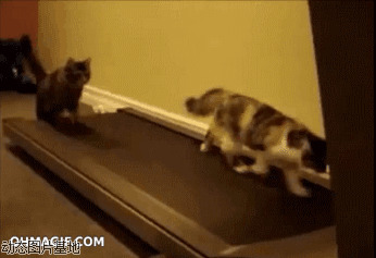 猫猫跑步机图片