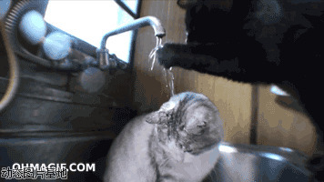 猫咪洗澡搞笑视频图片
