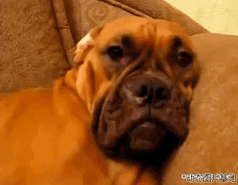 德国古代牧羊犬图片:德国,牧羊犬