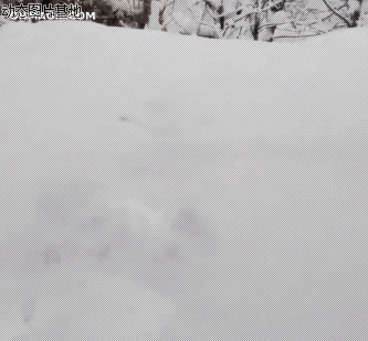 雪地猫图片