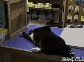 睡懒觉的喵图片:猫猫,睡懒觉