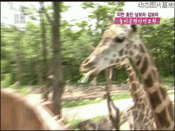 长颈鹿搞笑视频图片