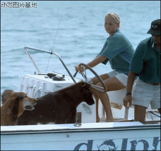 海豚救狗狗太有爱图片:搞笑,动物,逗比