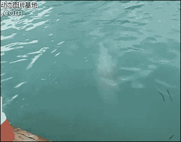 海豚音搞笑版图片:搞笑,动物,逗比