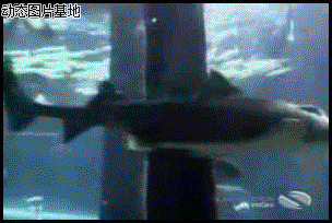 鲨鱼图片大全动态图片