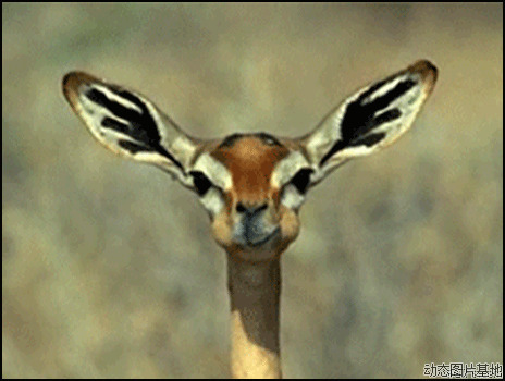 非洲大草原动物世界图片