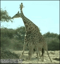 非洲长颈鹿打架图片