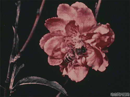 蜜蜂采花酿蜜图片