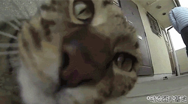 地上打滚动态图片:猫猫,打滚