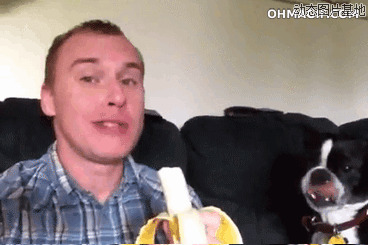 狗狗吃香蕉图片