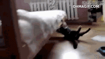 波斯猫舞蹈串烧视频图片:波斯猫,滑倒