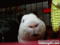 兔子吃东西表情图片