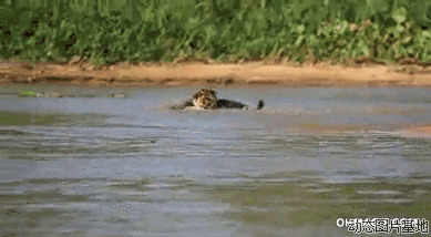 豹子大战鳄鱼视频图片:豹子,鳄鱼