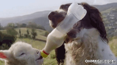 喝山羊奶图片:山羊,喝奶