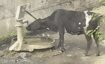 奶牛喝水图片