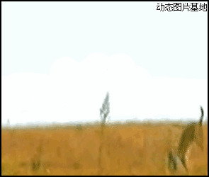 非洲猎豹的速度图片