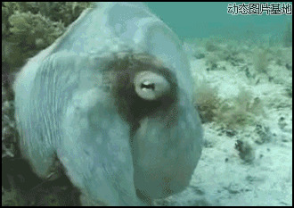 海底怪鱼图片