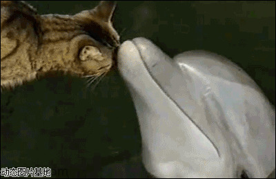 茶色小猫与蓝色海豚图片:搞笑,动物,可爱